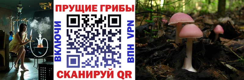 Псилоцибиновые грибы GOLDEN TEACHER  darknet телеграм  Ишим 